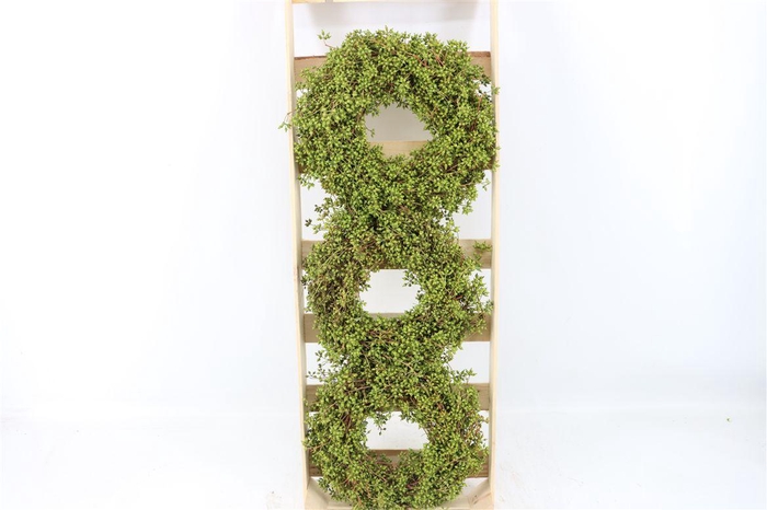 <h4>Wr Exotica Berry 30cm</h4>