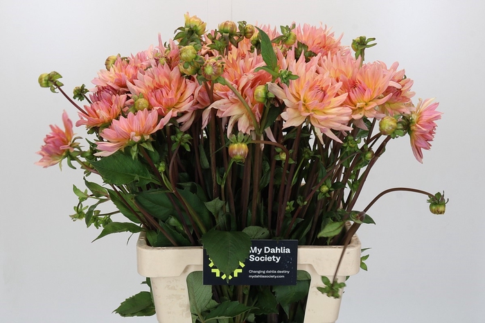 <h4>Dahlia Henriette</h4>
