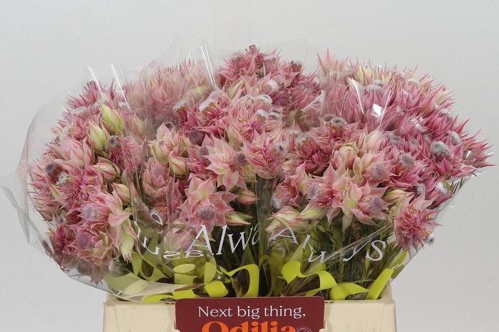 <h4>Blushing Bride Ayoba Bridal Star</h4>