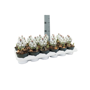 Galanthus Polar Bear