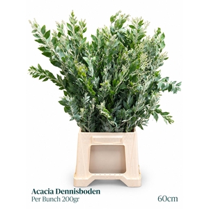 ACACIA DEALBATA BS