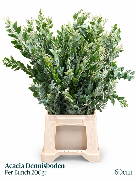 <h4>ACACIA DEALBATA BS</h4>