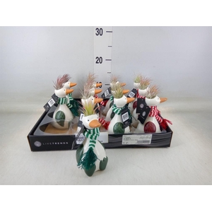 Arr.   Kamerplant Groen L%