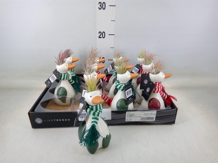 <h4>Arr.   Kamerplant Groen L%</h4>