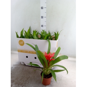 Guzmania  'Blitz'