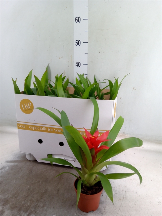 <h4>Guzmania  'Blitz'</h4>