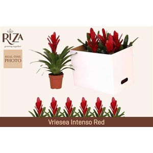 VRIES INTENSO RED