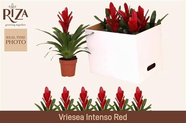 <h4>VRIES INTENSO RED</h4>