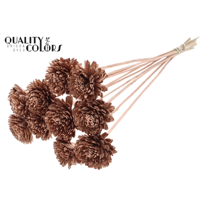 <h4>Shola Zinia 6cm on stem Copper</h4>