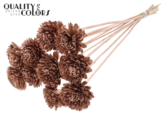Shola Zinia 6cm on stem Copper