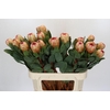 Protea Grandicolor