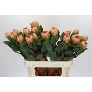 Protea Grandicolor