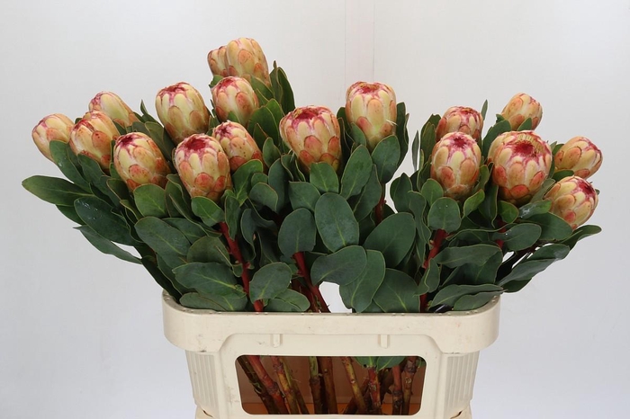 Protea Grandicolor