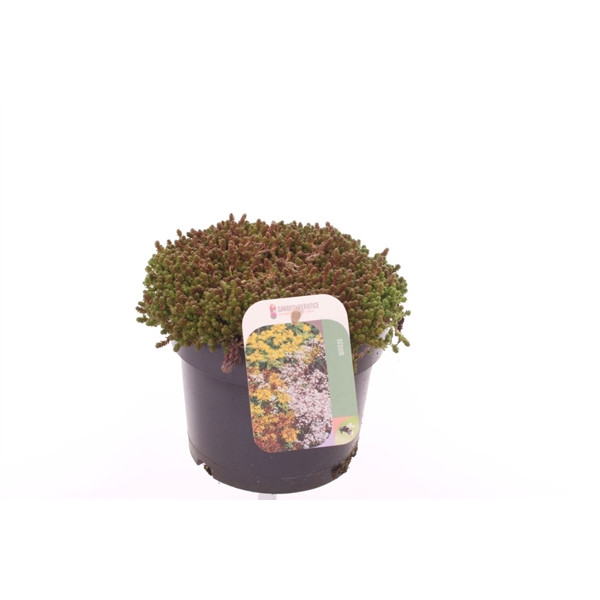 <h4>Sedum acre Yellow Queen</h4>