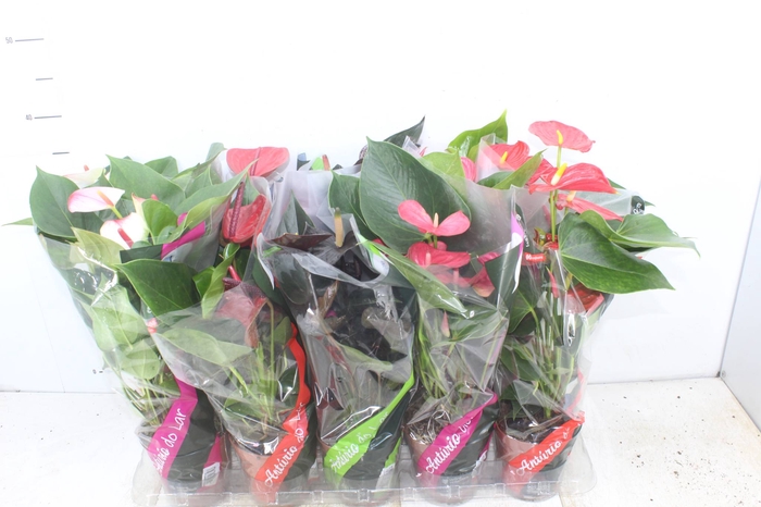 <h4>ANTHURIUM VARIADO P12</h4>