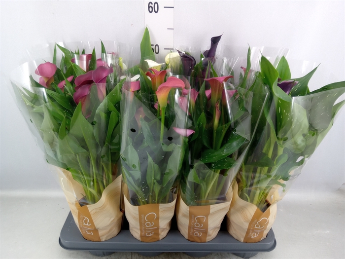 <h4>Zantedeschia   ...mix 5</h4>