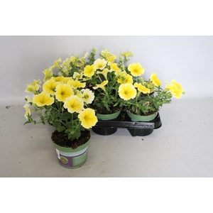 Petunia Bee's knees