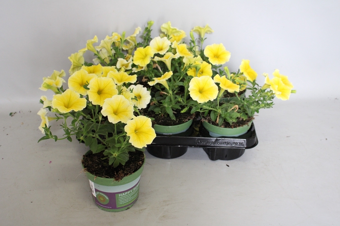 <h4>Petunia Bee's knees</h4>