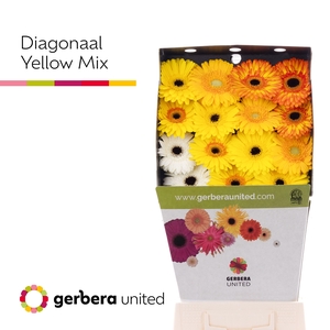 Gerbera Mix Geel Diamond