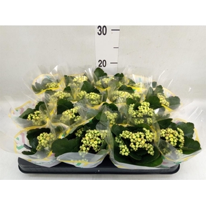 Kalanchoe blos. 'Calandiva Nolin'