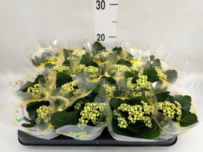 <h4>Kalanchoe blos. 'Calandiva Nolin'</h4>