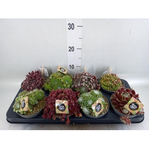 Sempervivum   ...
