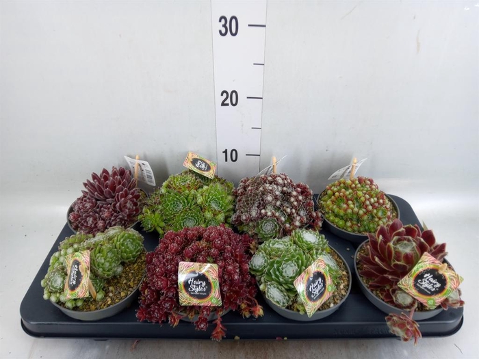<h4>Sempervivum   ...</h4>