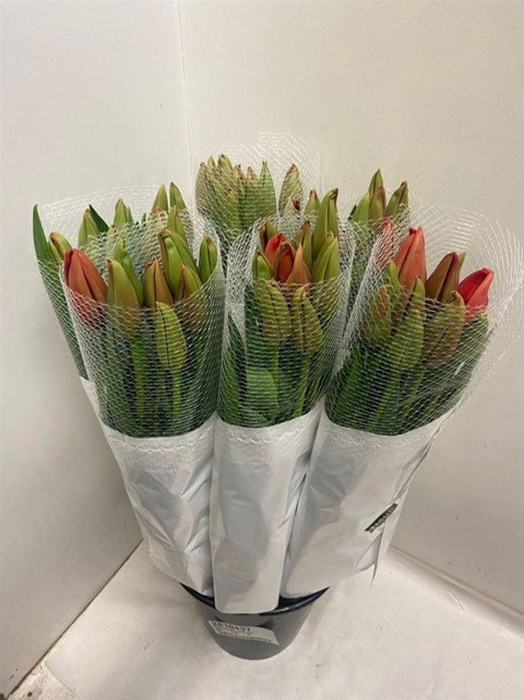 <h4>Tu En Red Proud</h4>