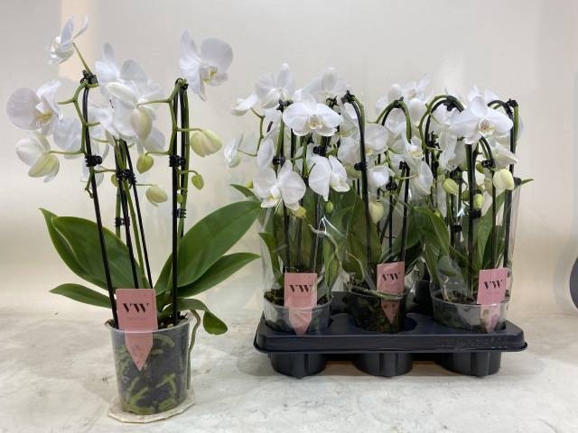 <h4>PHAL OV WIT</h4>
