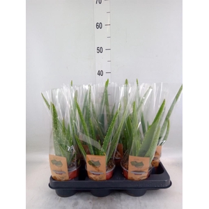 Chlorophytum com. 'Ocean'