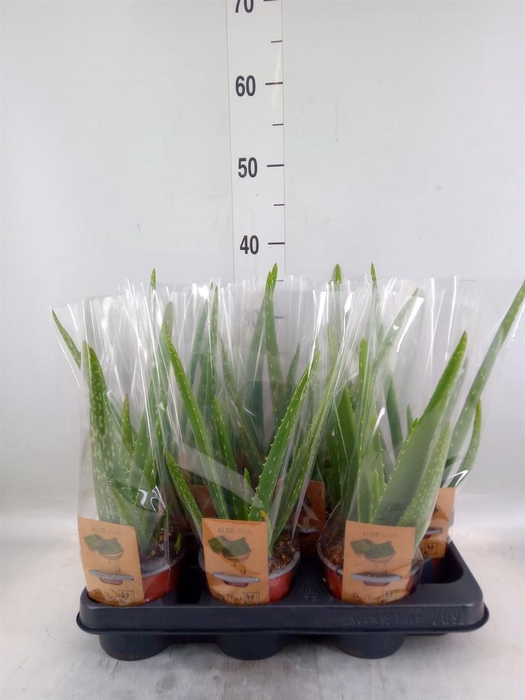 Chlorophytum com. 'Ocean'