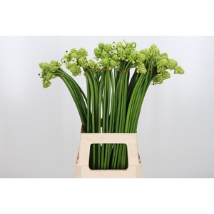 Ornithogalum Saundersiae