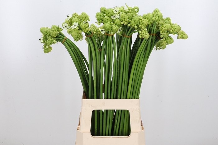 <h4>Ornithogalum Saundersiae</h4>