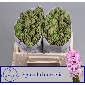 HYAC SPLEND CORNELIA