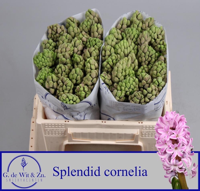 <h4>HYAC SPLEND CORNELIA</h4>