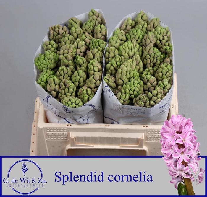 <h4>HYAC SPLEND CORNELIA</h4>