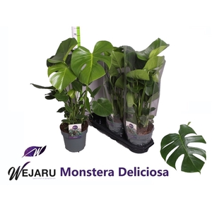 Monstera Deliciosa 70