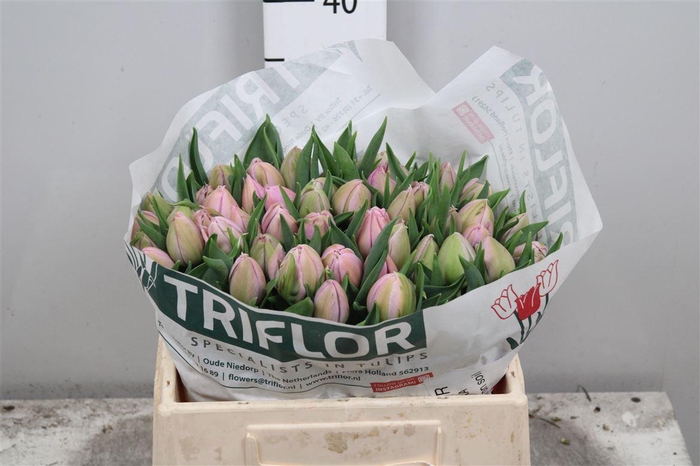 <h4>Tu Du Katinka</h4>