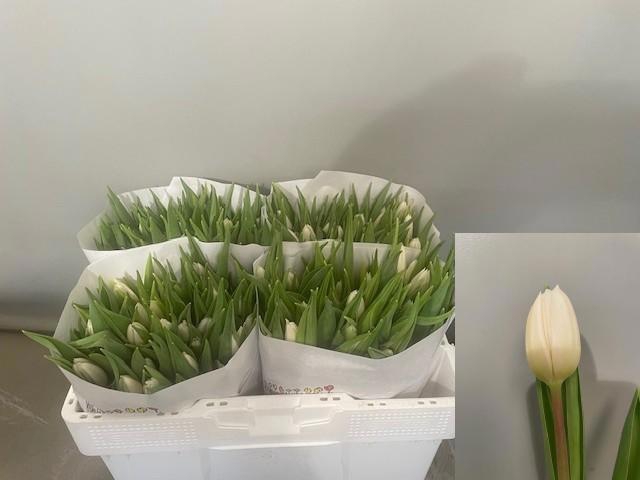 <h4>TU EN WHITE FLAG</h4>