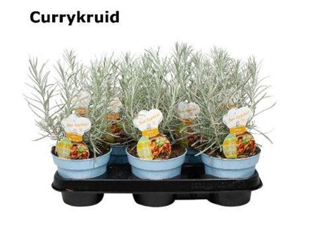 <h4>Helichrysum Italicum (curry)</h4>