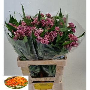 Asclepias soulmate