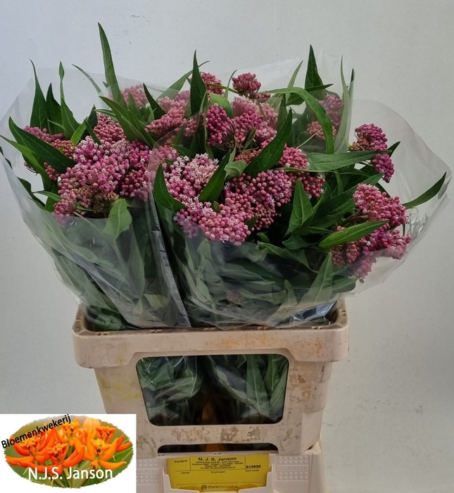 <h4>Asclepias soulmate</h4>