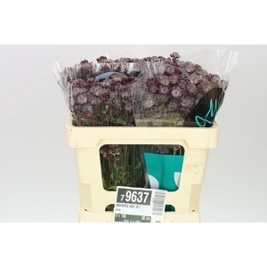 Astrantia Star Of Love