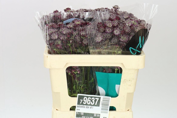 <h4>Astrantia Star Of Love</h4>