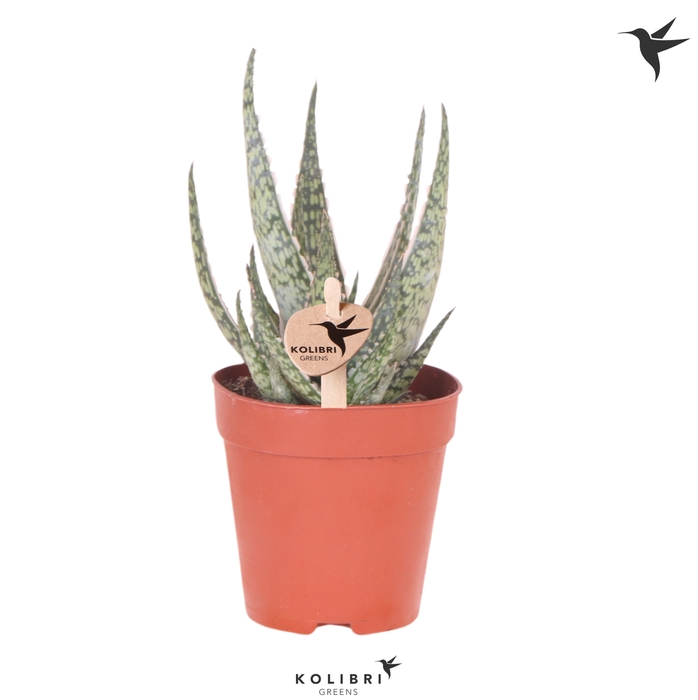 <h4>Aloe Wichita</h4>