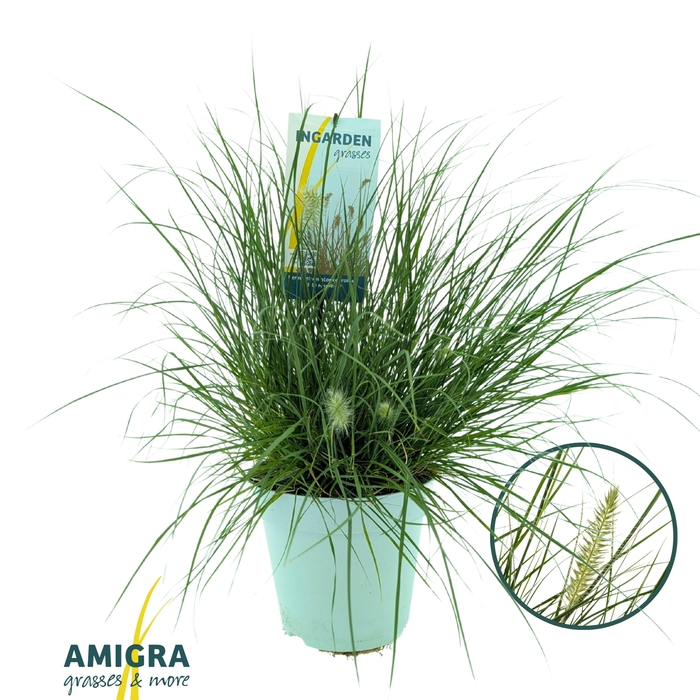<h4>Pennisetum alop. 'Little Hameln'</h4>