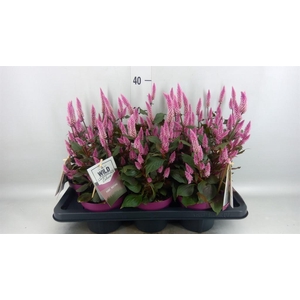 Celosia spic. 'Wild Pink'