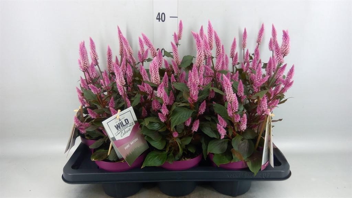 <h4>Celosia spic. 'Wild Pink'</h4>