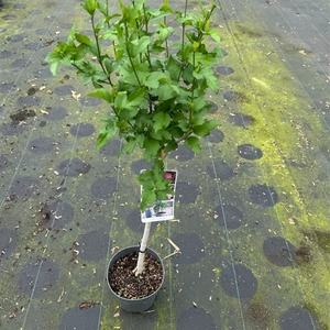 Hibiscus syr. 'Woodbridge' C3