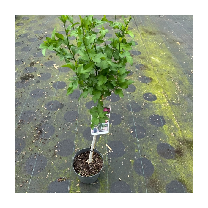 <h4>Hibiscus syr. 'Woodbridge' C3</h4>